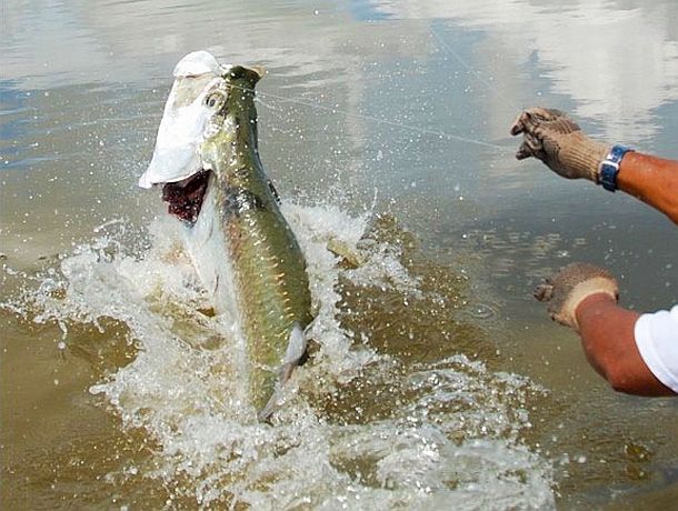 Troy Jansen and Dan Kent, who along with skipper Dean Candy took turns on 24kg stand-up gear to land this 153.5kg SBT over the 4.5 hour fight.